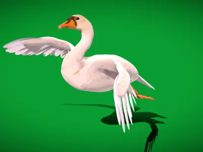 Mute Swan Bird Low-poly 3D model