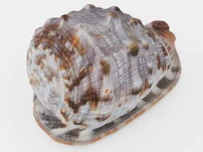 Red Helmet Shell Of A Ocean Snail Low-poly 3D model