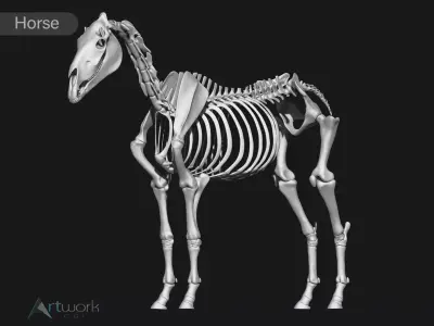 Horse skeleton 3D model