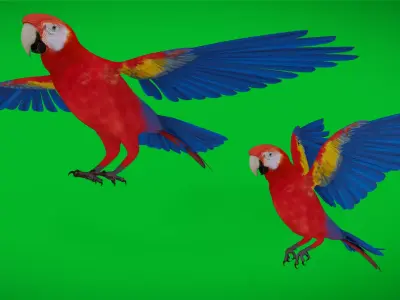 Scarlet Macaw Parrot  Low-poly 3D model