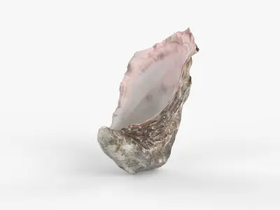 Photorealistic 3D scan of sea oyster shell Low-poly 3D model