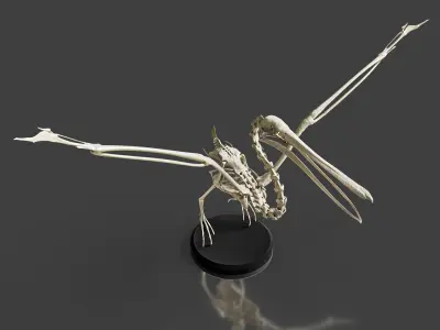 Realistic Pelican Skeleton 3D model