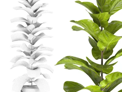 indoor plant set08 Free 3D model