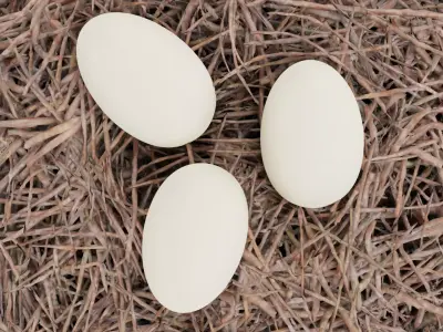 -Stork Nest with Eggs- 3D model