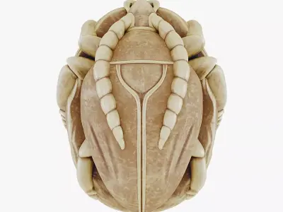 Stylized scarab on a stone 3D model