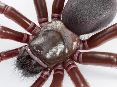 Trapdoor Spider Low-poly 3D model