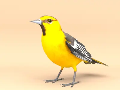 3D Bird Pack Bullocks Oriole Male and Female Low-poly 3D model
