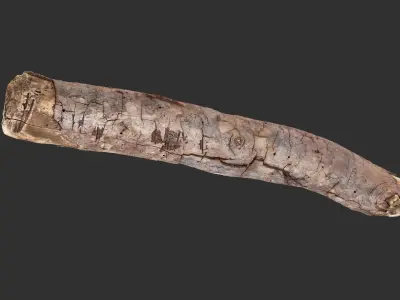 A section of tree 3d scan in highpoly 3D model