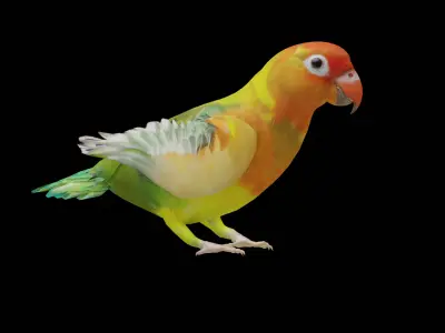 Lovebird Parrot Low-poly 3D model