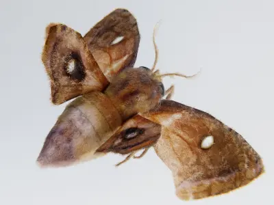 MOTH BUTTERFLY Low-poly 3D model