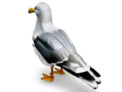 Realistic Seagull 3D Model Low-poly 3D model