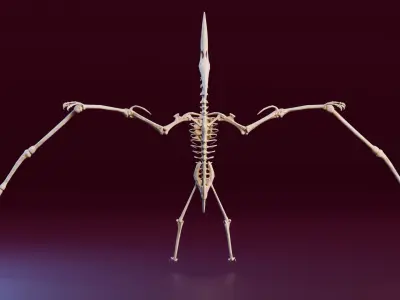 Realistic Ancient Reptilians Fossil - Pteranodon Low-poly 3D model