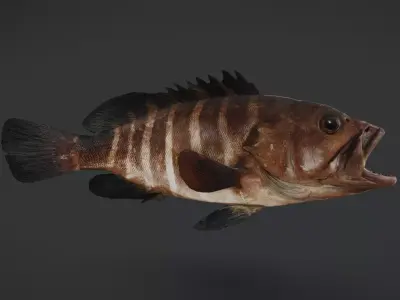 Bar Cod - Banded Rock Cod Animated 3D model