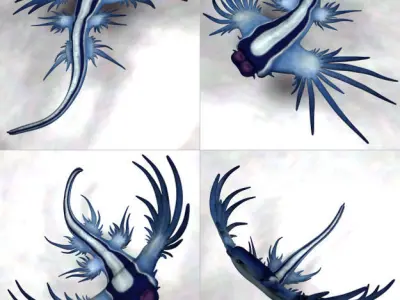 Glaucus atlanticus low poly Low-poly 3D model