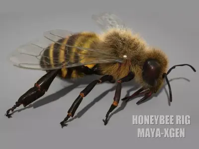 HONEYBEE 2 XGEN CORE RIGGED 3D model