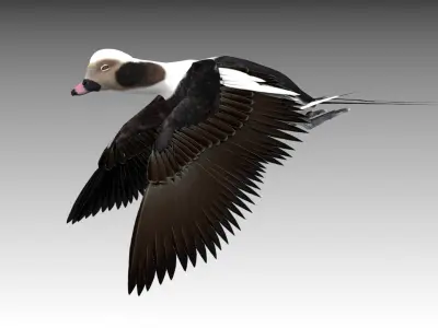 Long-tailed Duck Low-poly 3D model