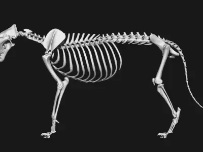 Tiger Skeleton 3D model