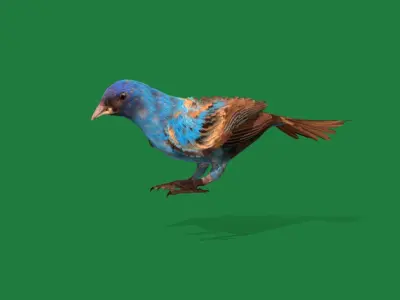 Indigo Bunting Blue Bird Low-poly 3D model
