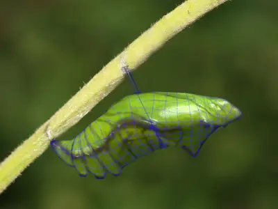 Chrysalis 3 caterpillar on stem Low-poly 3D model