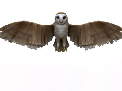 Owl bird 3D model