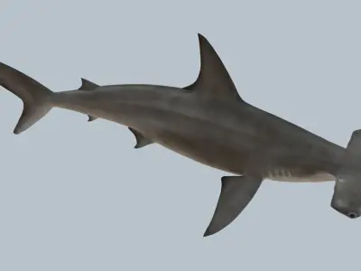 Hammerhead shark rigged and animated for Cinema 4d 3D model Low-poly 3D model