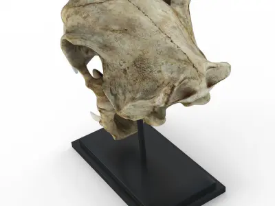 Saber tooth tiger skull Low-poly 3D model