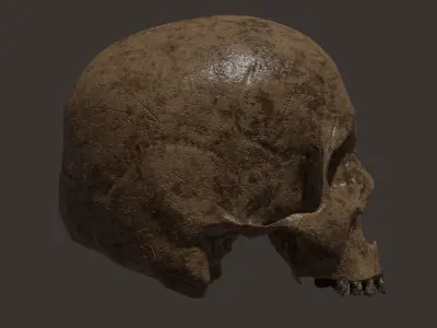 Scull  Free 3D model
