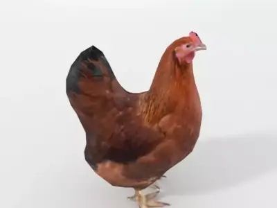 Chicken rooster Low-poly 3D model