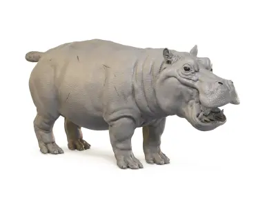 Hippopotamus 3D model 2