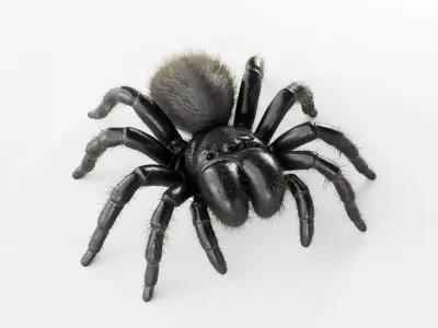Mouse Spider Low-poly 3D model