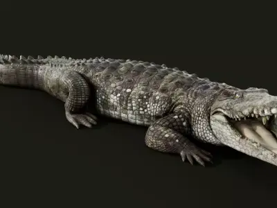 Crocodile Rigged 3D model