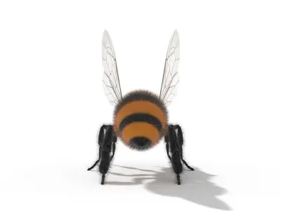 Bee Insect 3D model  3D model