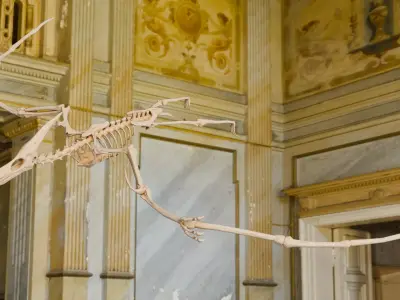 Realistic Ancient Reptilians Fossil - Pteranodon Low-poly 3D model