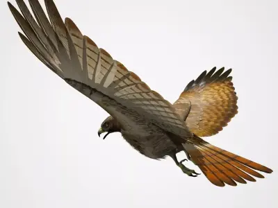Red Tailed Hawk - rigged - animated 3D model