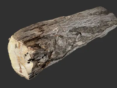 3d scan tree trunk in highpoly 3D model