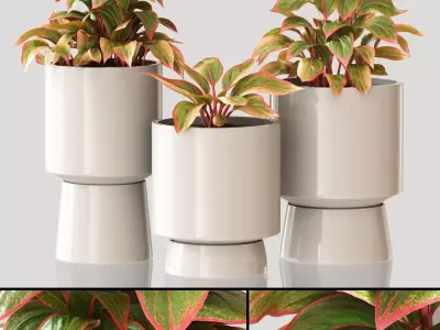 Red Aglaonema 01 3D model