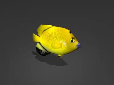 Three-spot Angelfish Low-poly 3D model