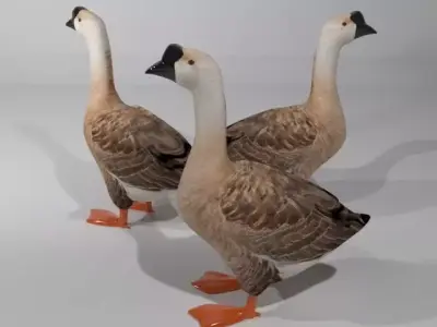 Swan Bird Low-poly 3D model