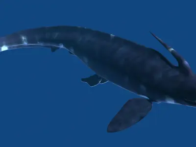 Xenacanthus whale shark Low-poly 3D model