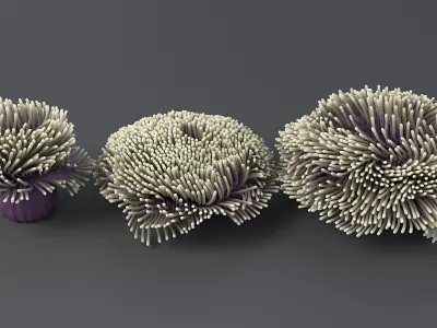 Actinia Anemone Collection 3D model