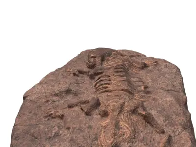 Fossil Low-poly 3D model