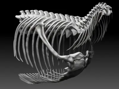 Dinosaur Tarbosaurus Bataar Rib and  Neck Set Skeletons 3D model