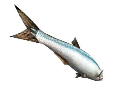 Fish Anchovy 3D model