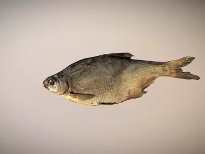 photorealistic dried salty fish scan Low-poly 3D model