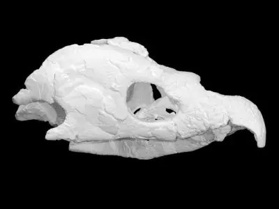 Archelon skull Free 3D print model