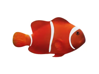 Low-Poly Clown Fish Animated  Low-poly 3D model