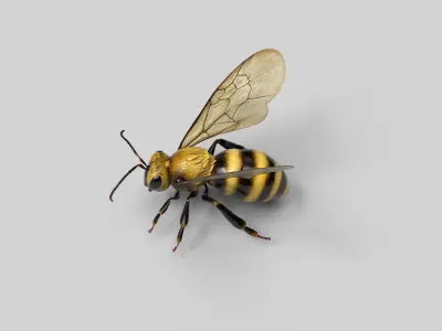 Honey Bee Low-poly 3D model