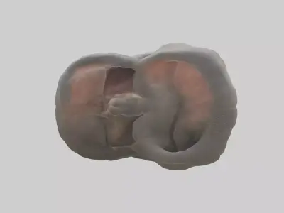 Elephant Stomach 3D model
