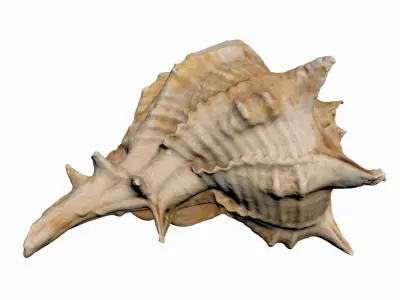 Sea Shell Low-poly 3D model