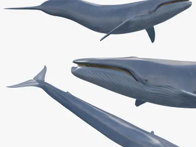 Accurate Blue Whale - 3d animated 3D model